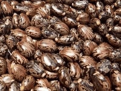 Castor Seeds