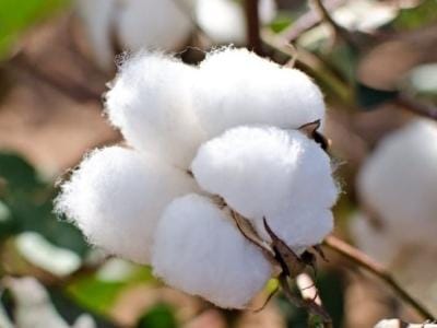 Raw Cotton-Realextreme